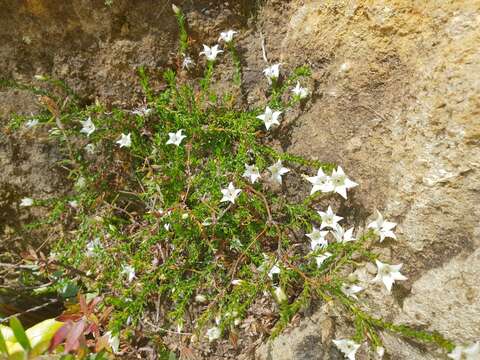 Image of Sprengelia monticola (DC.) Druce