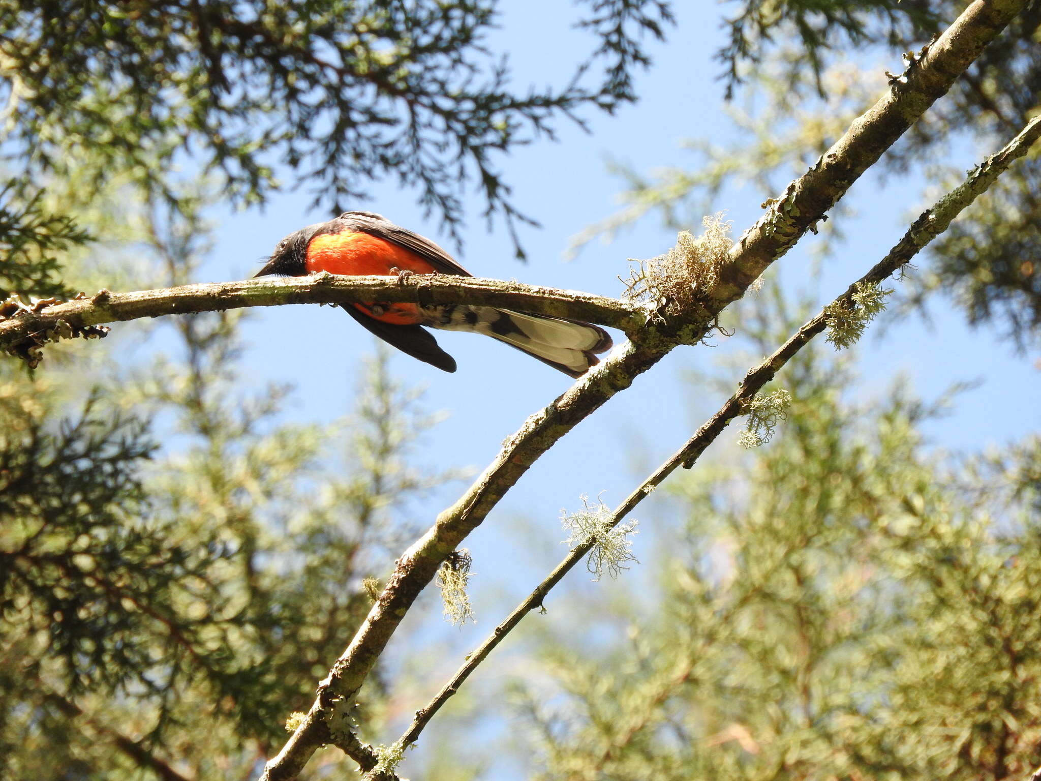 Plancia ëd Myioborus miniatus (Swainson 1827)