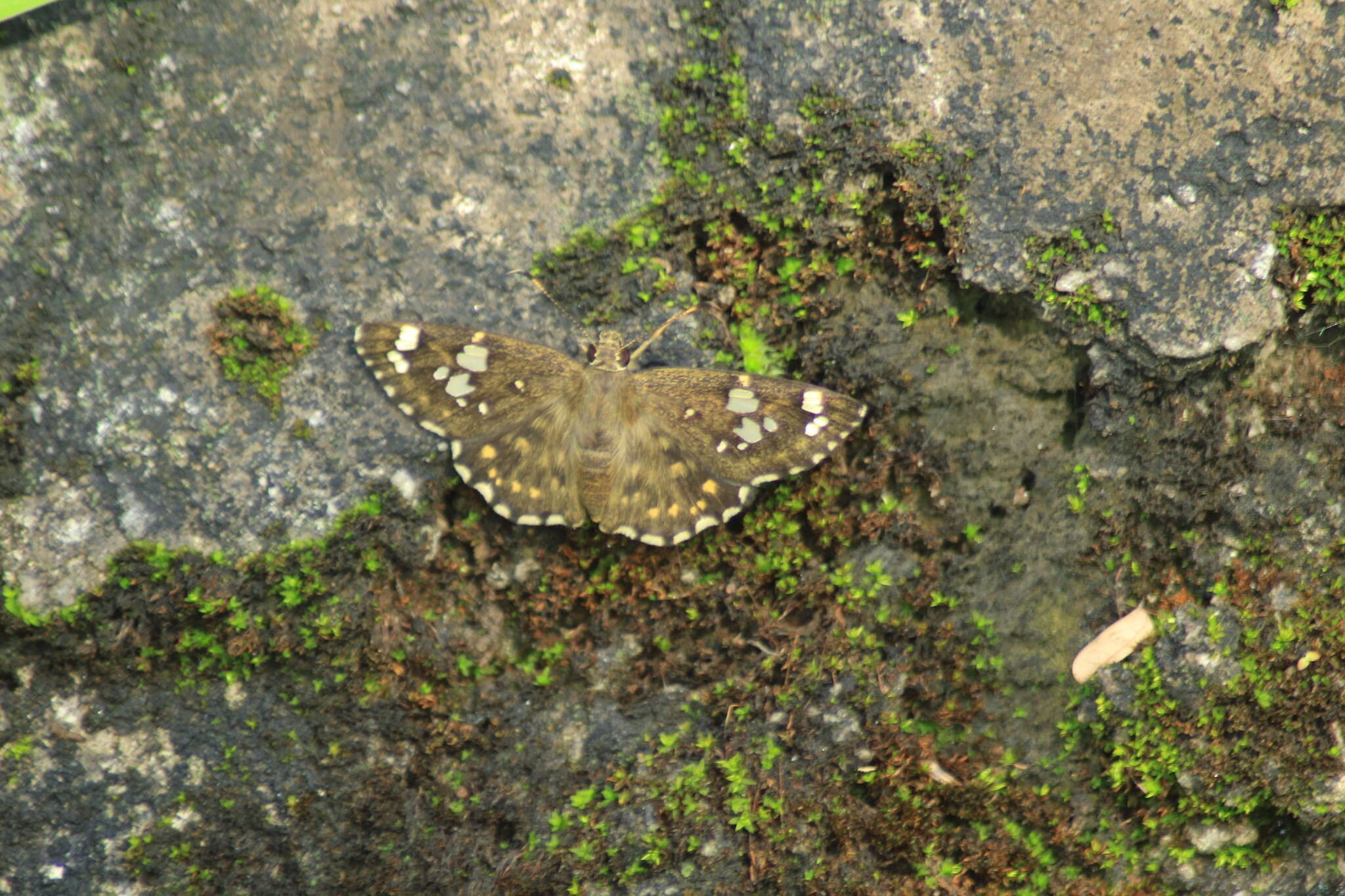 Image of Celaenorrhinus ambareesa Moore 1865