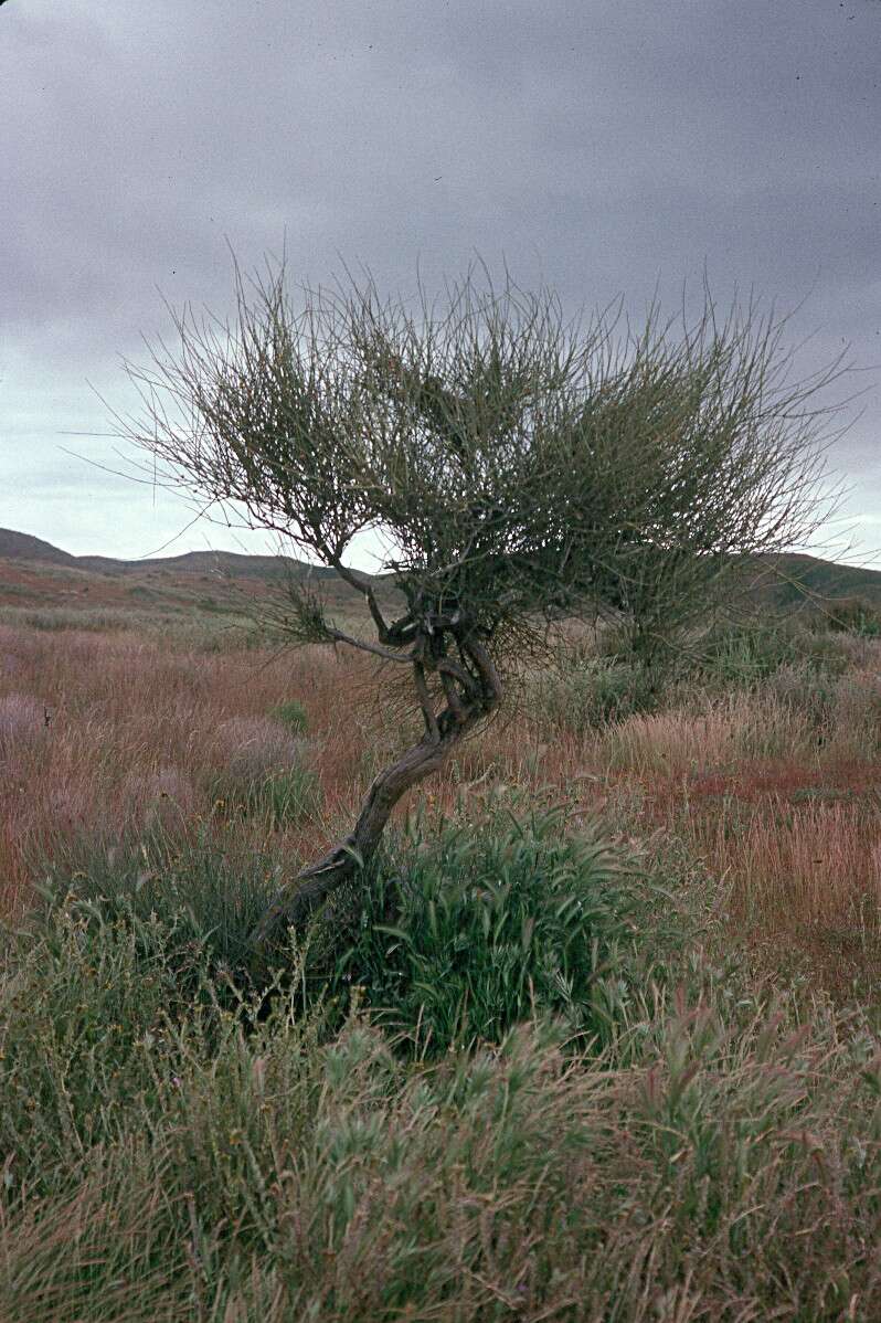 Image of California Ephedra