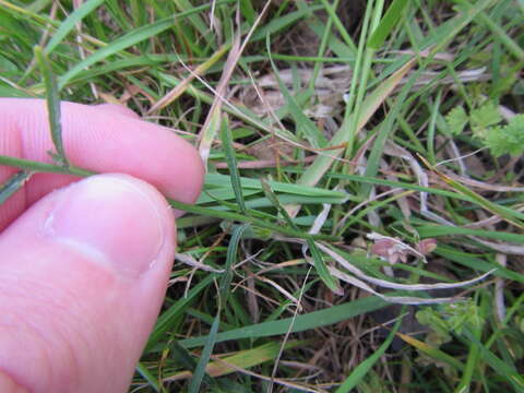 صورة Wahlenbergia gracilis (G. Forst.) A. DC.