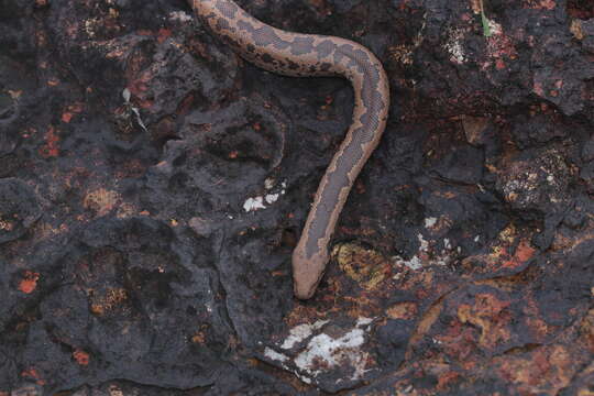 Image of Whitaker’s sand boa