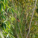 Image of Slender-billed Babbler
