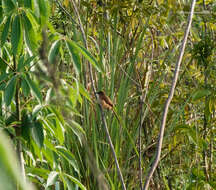 Image of Slender-billed Babbler