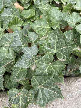 Image of Hedera helix f. helix