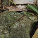 Image of Anguilla Bank Bush Anole