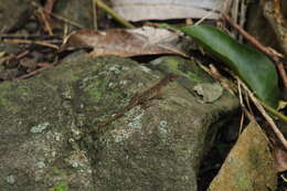 Image of Anguilla Bank Bush Anole