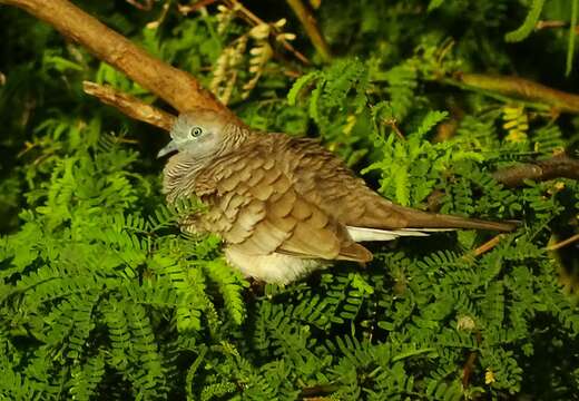 Imagem de Geopelia striata (Linnaeus 1766)