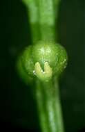 Image of Whisk Ferns