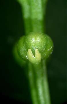 Image of Whisk Ferns