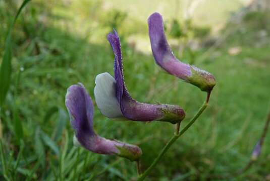 Image of Vicia subvillosa (Ledeb.) Boiss.