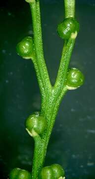 Image of Whisk Ferns