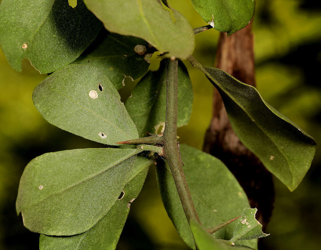 Image of Balanites maughamii subsp. maughamii