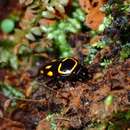 Image of Sundablatta sexpunctata (Hanitsch 1923)