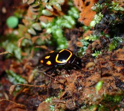 Image of Sundablatta sexpunctata (Hanitsch 1923)