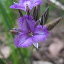 Image of Many-flowered Fringe Lily