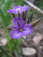 Слика од Thysanotus multiflorus R. Br.