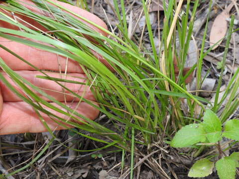 Image of Sporobolus laxus B. K. Simon