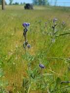 Plancia ëd Lupinus polycarpus Greene