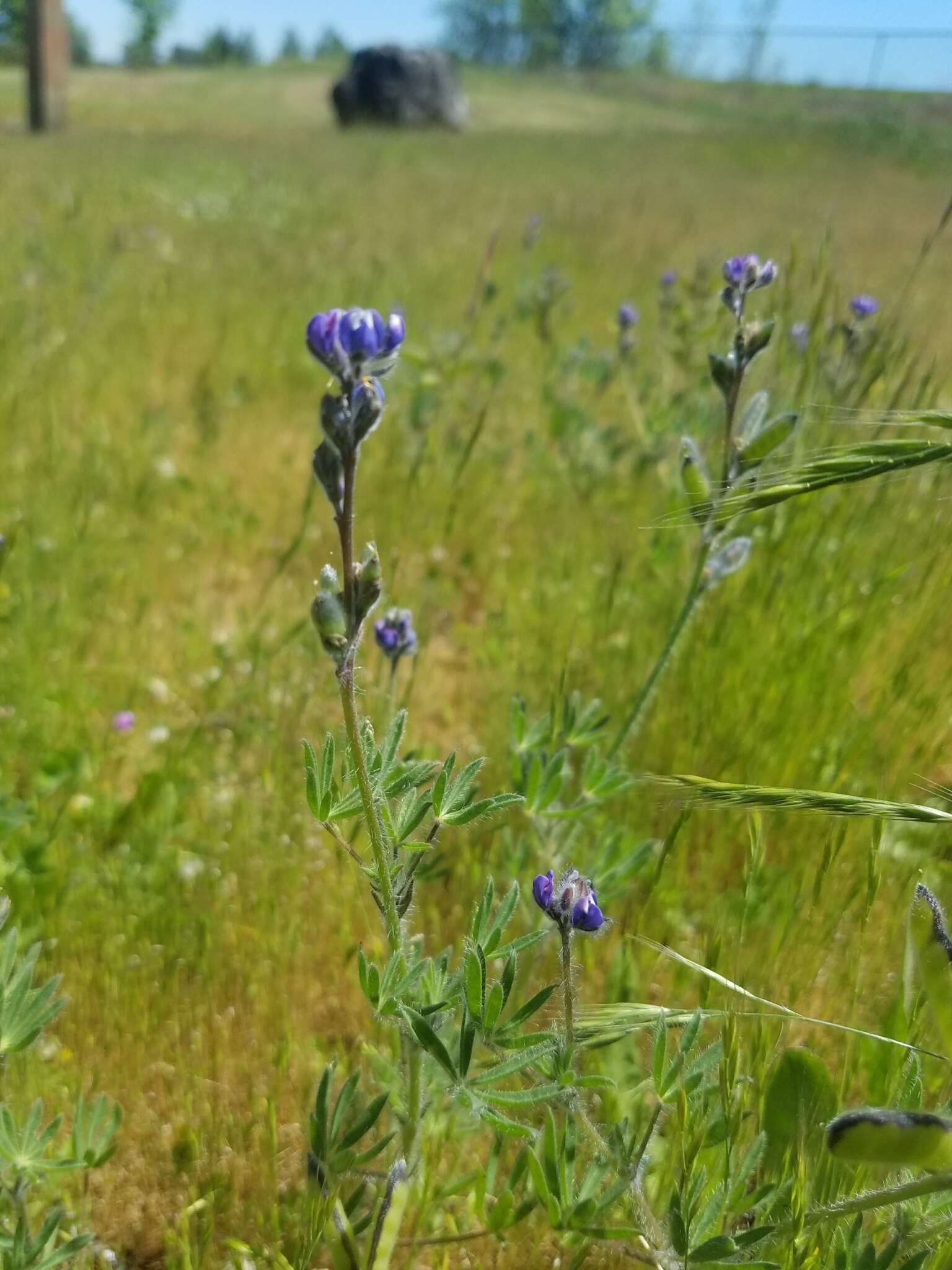 Image of smallflower lupine