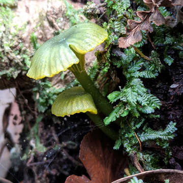 Image of Gliophorus pseudograminicolor (A. M. Young) P. M. Kirk 2013