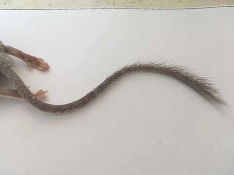 Image of long-tailed pocket mouse