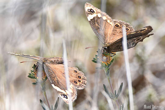 Imagem de Dira clytus eurina Quickelberge 1978