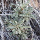 Image of Astragalus tragacantha L.