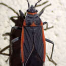 صورة Melacoryphus lateralis (Dallas & W. S. 1852)