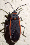 صورة Melacoryphus lateralis (Dallas & W. S. 1852)