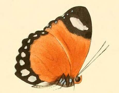 Image of Euphaedra ruspina Hewitson 1865