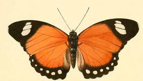 Image of Euphaedra ruspina Hewitson 1865