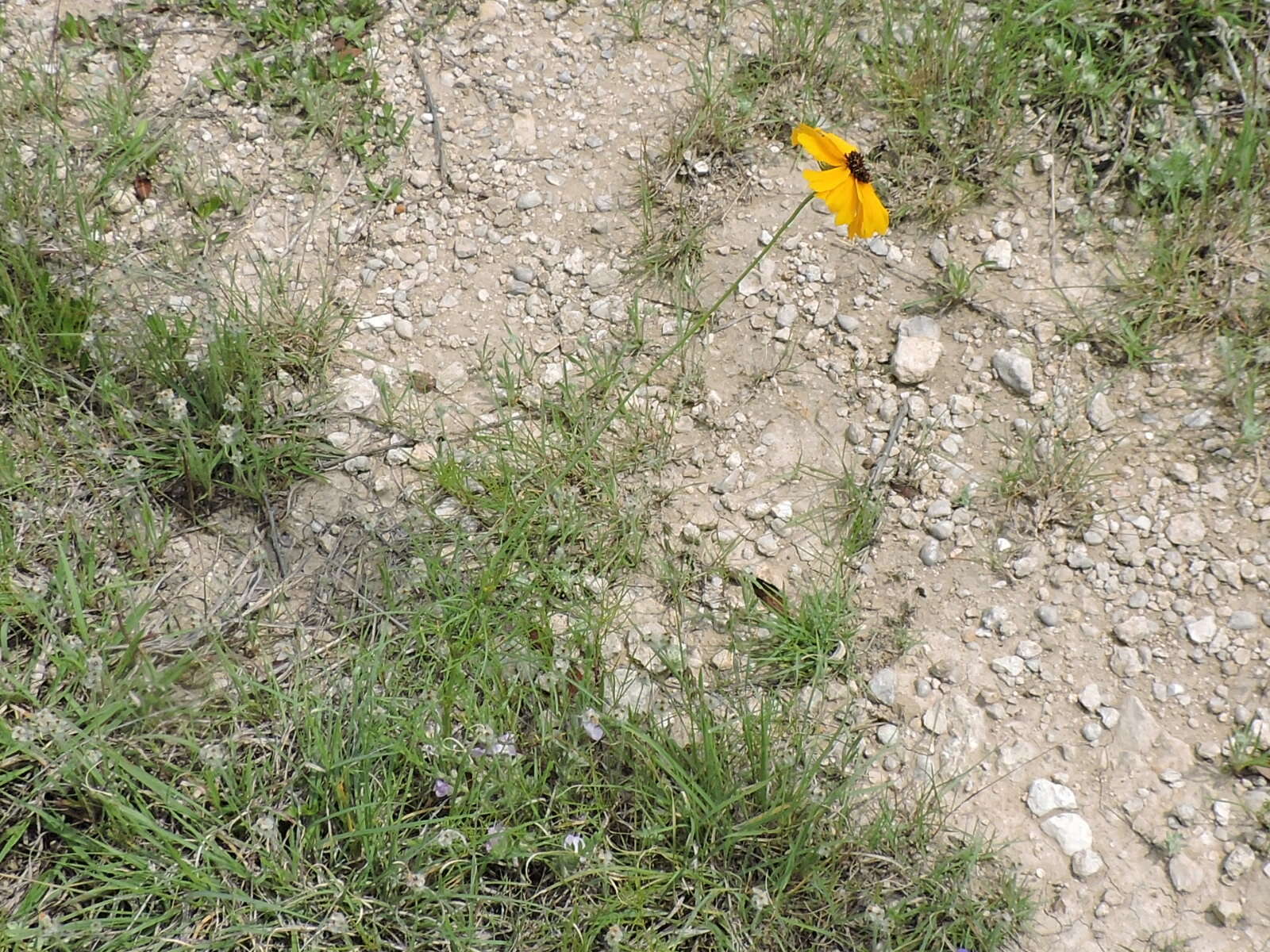 Image de Thelesperma filifolium (Hook.) A. Gray