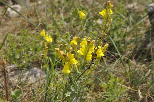 Image of broomleaf toadflax