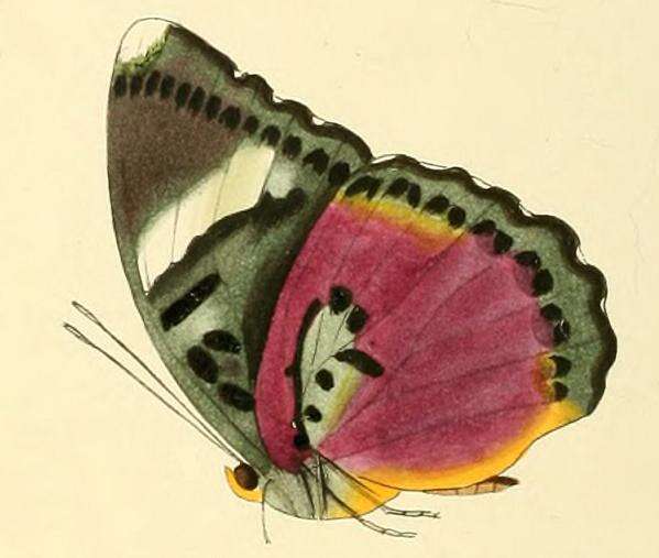 Image of Euphaedra xypete Hewitson 1865