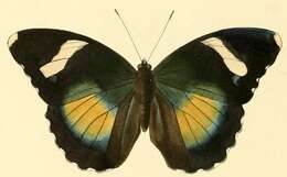 Image of Euphaedra xypete Hewitson 1865
