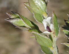 Image of Amphithalea micrantha (E. Mey.) Walp.