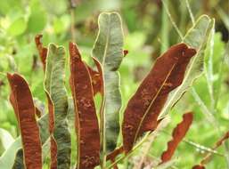 Image of Golden Leather Fern