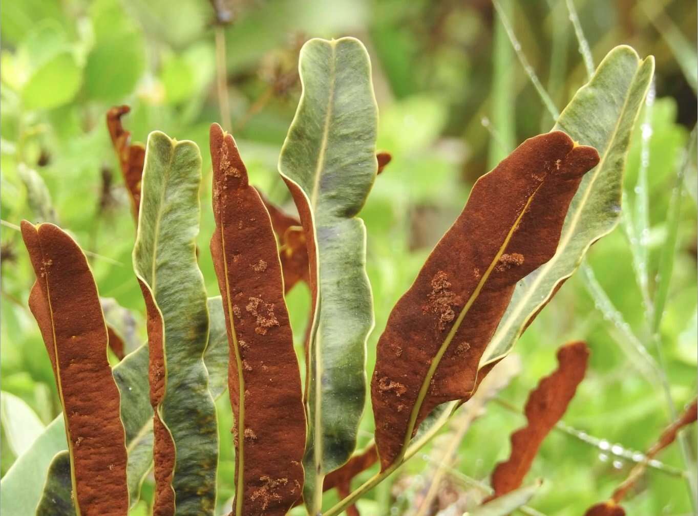 Image of Golden Leather Fern