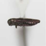 Imagem de Agrilus cupreonitens Fisher 1928