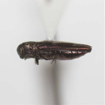 Image of Agrilus cupreonitens Fisher 1928