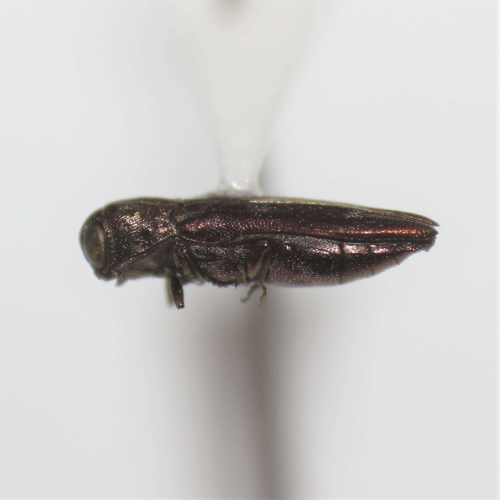 Слика од Agrilus cupreonitens Fisher 1928