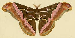 Image of Ailanthus Silkmoth