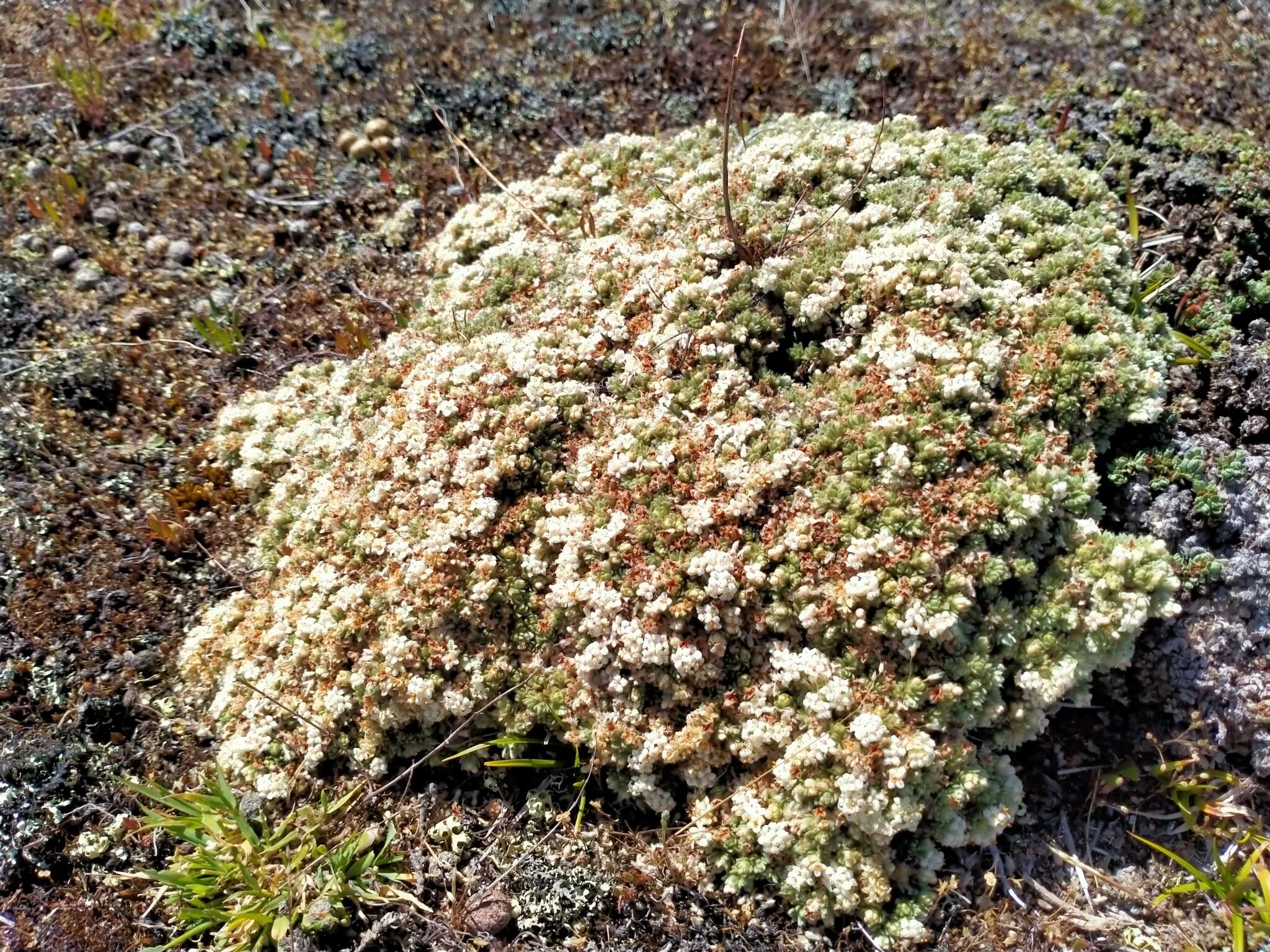 Image of Pimelea sericeovillosa subsp. pulvinaris (C. J. Burrows) C. J. Burrows