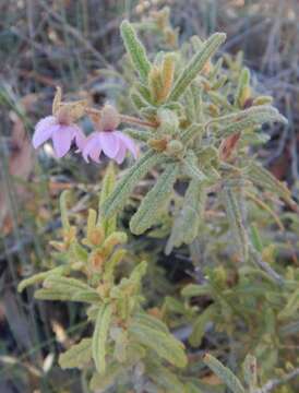 Image of Thomasia petalocalyx F. Müll.