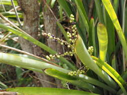 Aechmea lingulata (L.) Baker的圖片