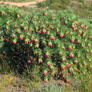 Image of Lobostemon belliformis M. H. Buys