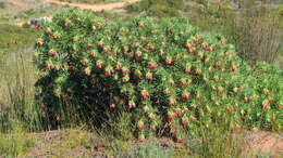 Lobostemon belliformis M. H. Buys resmi