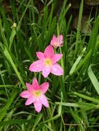 Zephyranthes rosea Lindl. resmi