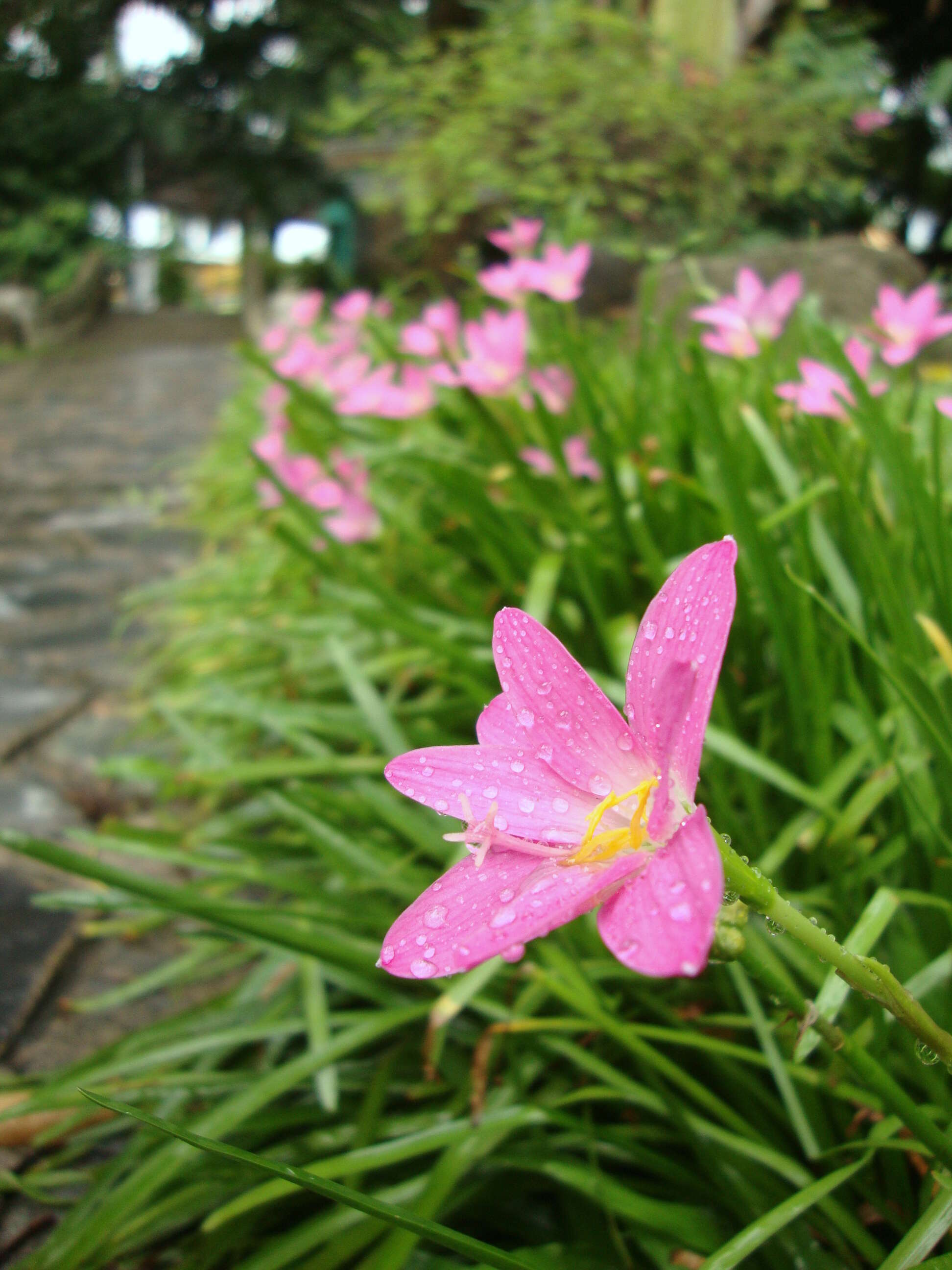 Zephyranthes rosea Lindl. resmi